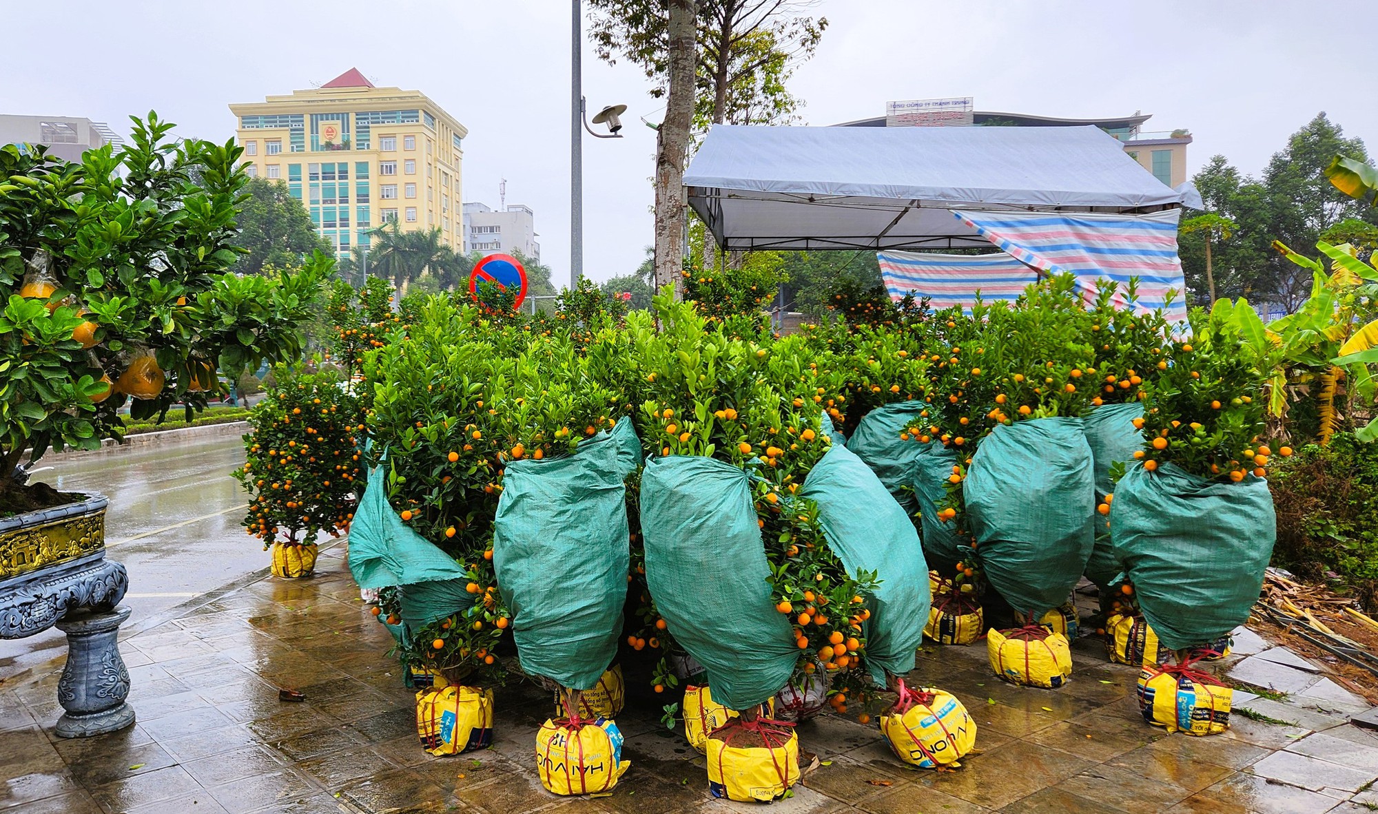 Đào bung nở khắp phố dưới mưa rét, tiểu thương "cắn răng" xả lỗ - Ảnh 11