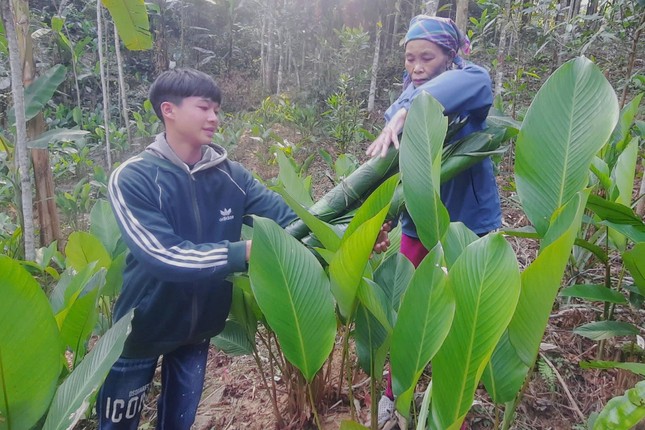 Hàng trăm hộ dân có Tết nhờ loại cây bán lá - Ảnh 3