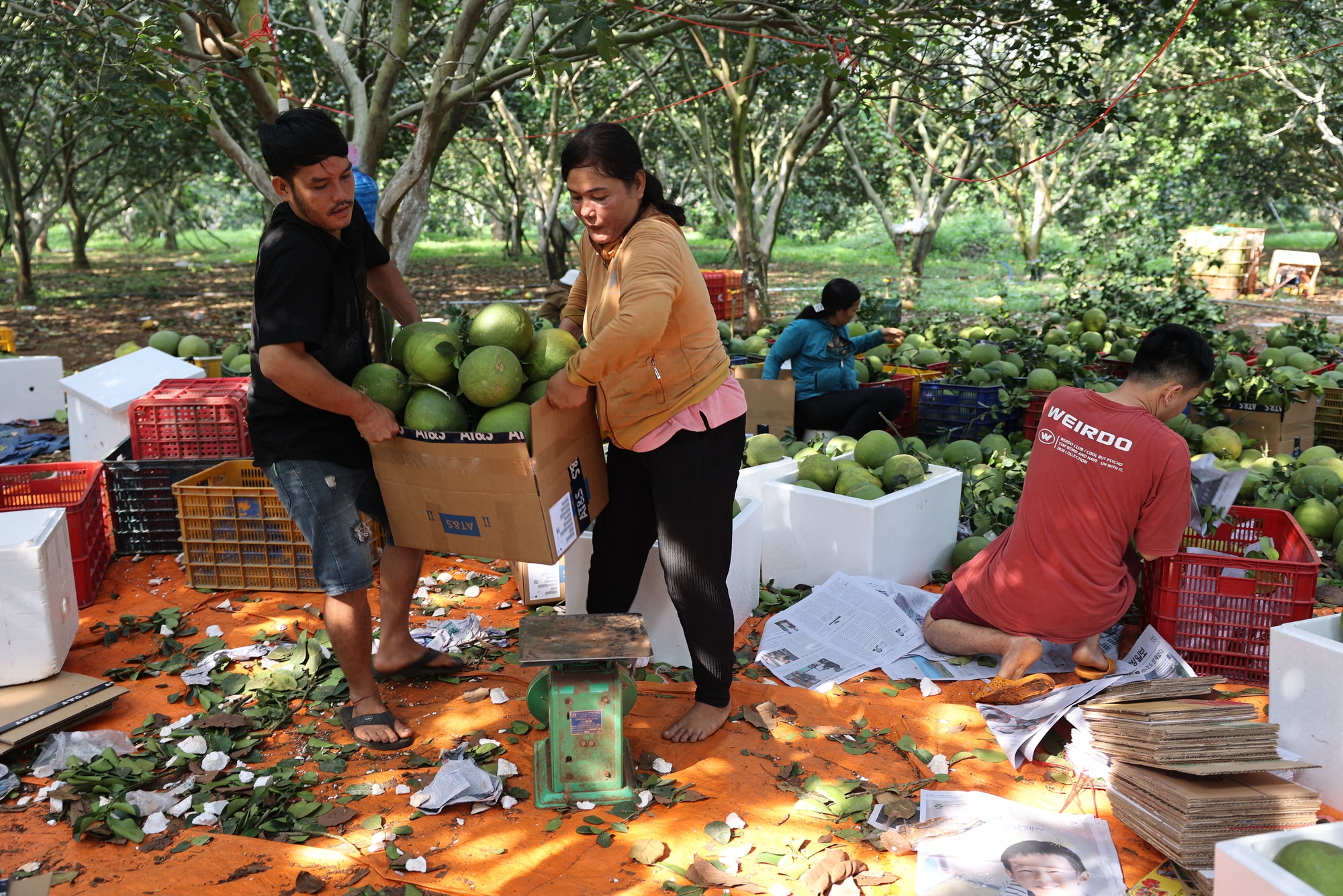 Nông dân lãi tiền tỉ với mùa bưởi Tết bội thu - Ảnh 4