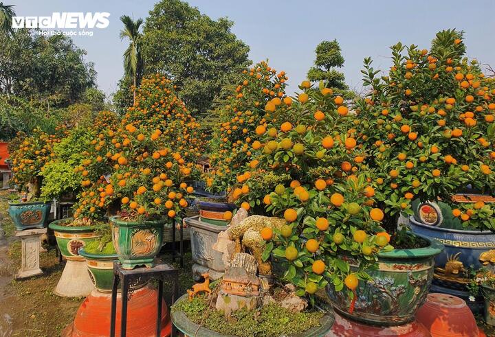 Vườn quất cần thăng tiền tỷ ở Hà Nội chưa đến Tết đã 'cháy' hàng - Ảnh 3