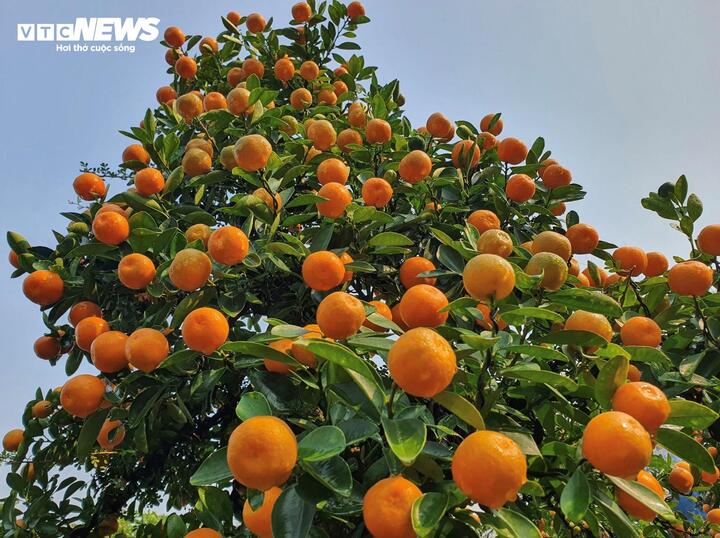 Vườn quất cần thăng tiền tỷ ở Hà Nội chưa đến Tết đã 'cháy' hàng - Ảnh 10