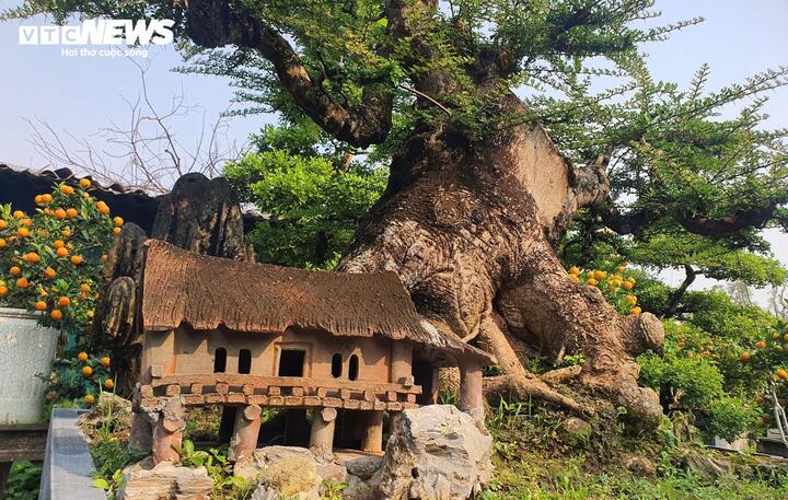 Chiêm ngưỡng cây cần thăng 100 tuổi giá hơn nửa tỷ đồng - Ảnh 3