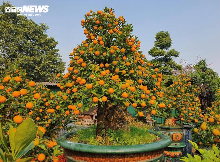 Vườn quất cần thăng tiền tỷ ở Hà Nội chưa đến Tết đã 'cháy' hàng - Ảnh 8