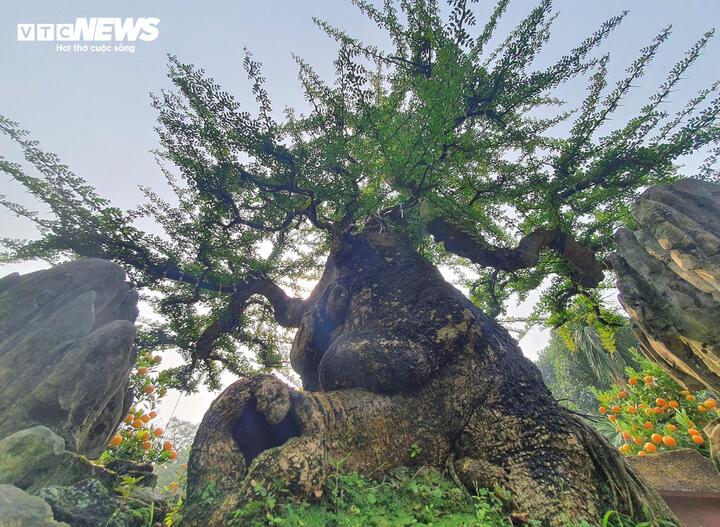 Chiêm ngưỡng cây cần thăng 100 tuổi giá hơn nửa tỷ đồng - Ảnh 5