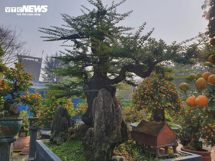 Chiêm ngưỡng cây cần thăng 100 tuổi giá hơn nửa tỷ đồng - Ảnh 2