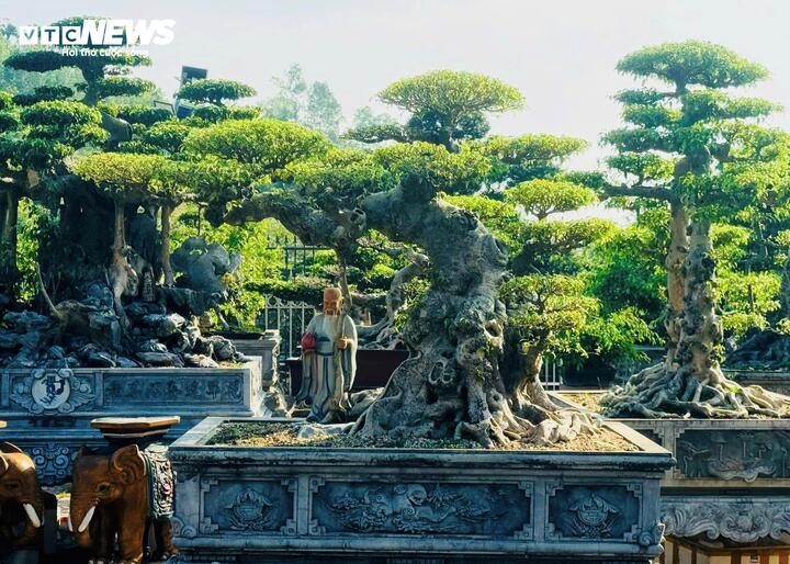 Chiêm ngưỡng cây sanh cảnh 'đẻ' thêm 4,9 tỷ đồng sau 8 năm - Ảnh 3