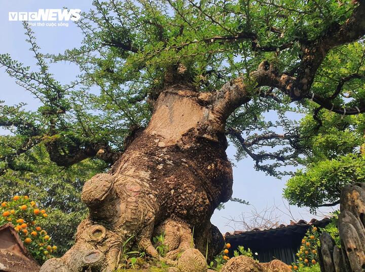 Chiêm ngưỡng cây cần thăng 100 tuổi giá hơn nửa tỷ đồng - Ảnh 4