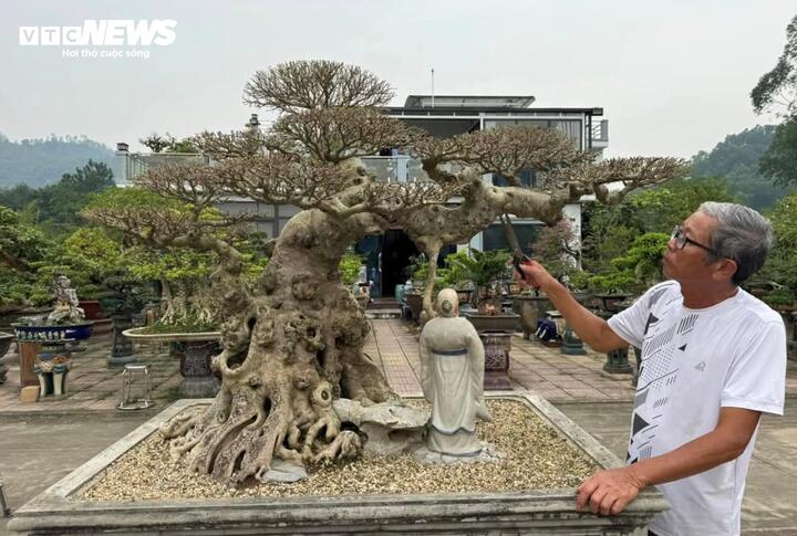 Chiêm ngưỡng cây sanh cảnh 'đẻ' thêm 4,9 tỷ đồng sau 8 năm - Ảnh 1