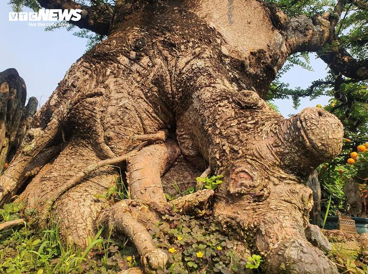 Chiêm ngưỡng cây cần thăng 100 tuổi giá hơn nửa tỷ đồng - Ảnh 6