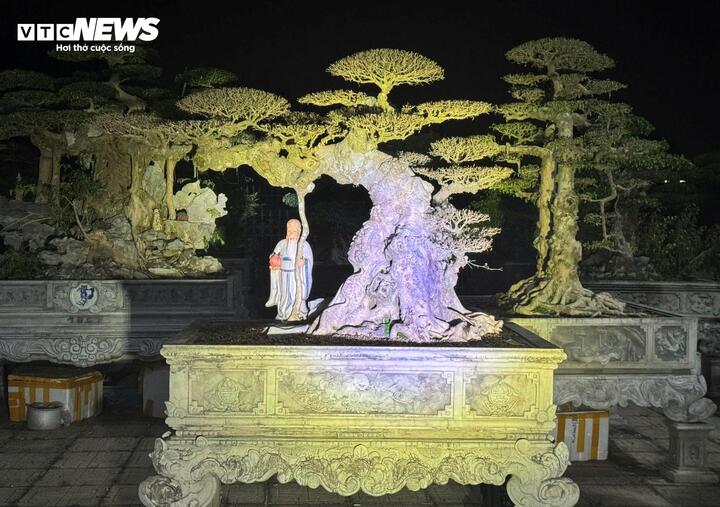 Chiêm ngưỡng cây sanh cảnh 'đẻ' thêm 4,9 tỷ đồng sau 8 năm - Ảnh 2