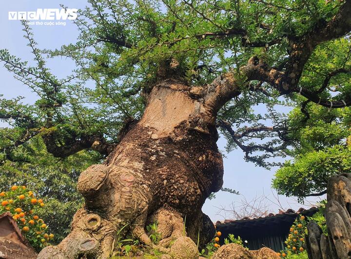 Chiêm ngưỡng cây cần thăng 100 tuổi giá hơn nửa tỷ đồng - Ảnh 7