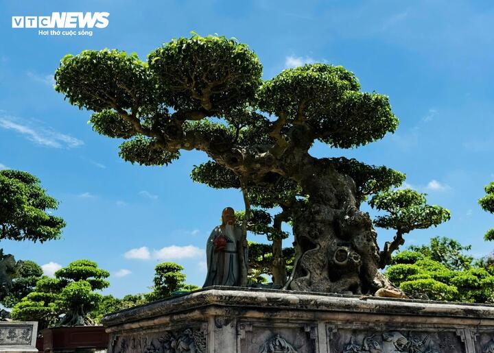 Chiêm ngưỡng cây sanh cảnh 'đẻ' thêm 4,9 tỷ đồng sau 8 năm - Ảnh 4