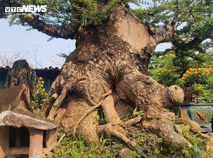 Chiêm ngưỡng cây cần thăng 100 tuổi giá hơn nửa tỷ đồng - Ảnh 8