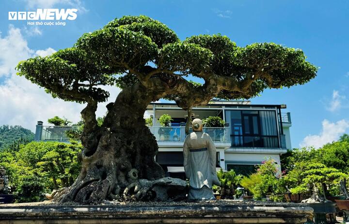 Chiêm ngưỡng cây sanh cảnh 'đẻ' thêm 4,9 tỷ đồng sau 8 năm - Ảnh 5