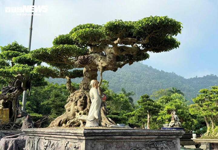 Chiêm ngưỡng cây sanh cảnh 'đẻ' thêm 4,9 tỷ đồng sau 8 năm - Ảnh 6