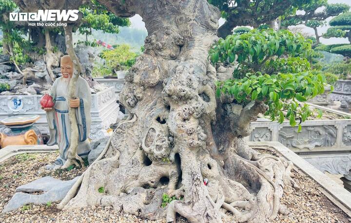 Chiêm ngưỡng cây sanh cảnh 'đẻ' thêm 4,9 tỷ đồng sau 8 năm - Ảnh 8