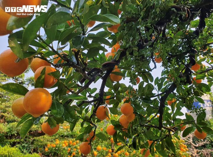 Vườn quất cần thăng tiền tỷ ở Hà Nội chưa đến Tết đã 'cháy' hàng - Ảnh 11