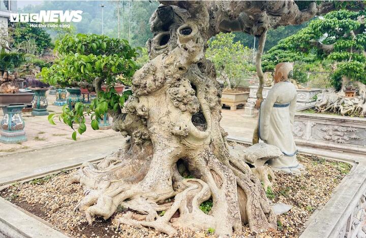 Chiêm ngưỡng cây sanh cảnh 'đẻ' thêm 4,9 tỷ đồng sau 8 năm - Ảnh 7