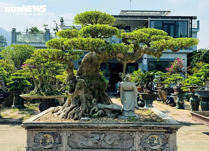 Chiêm ngưỡng cây sanh cảnh 'đẻ' thêm 4,9 tỷ đồng sau 8 năm - Ảnh 9