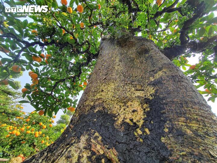 Vườn quất cần thăng tiền tỷ ở Hà Nội chưa đến Tết đã 'cháy' hàng - Ảnh 7