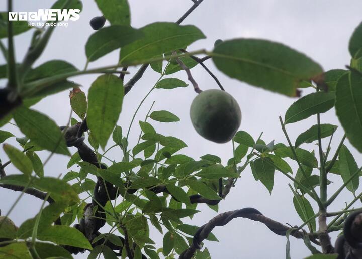 ‘Cóc ghẻ’ lên chậu thành bonsai hàng trăm triệu đồng - Ảnh 8