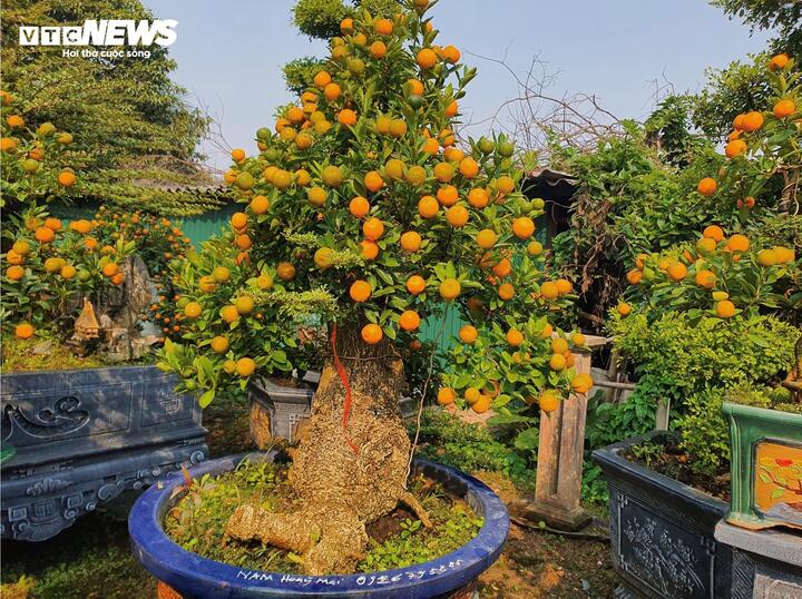 Vườn quất cần thăng tiền tỷ ở Hà Nội chưa đến Tết đã 'cháy' hàng - Ảnh 6