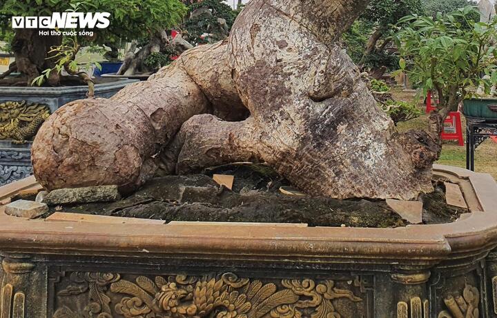 ‘Cóc ghẻ’ lên chậu thành bonsai hàng trăm triệu đồng - Ảnh 7