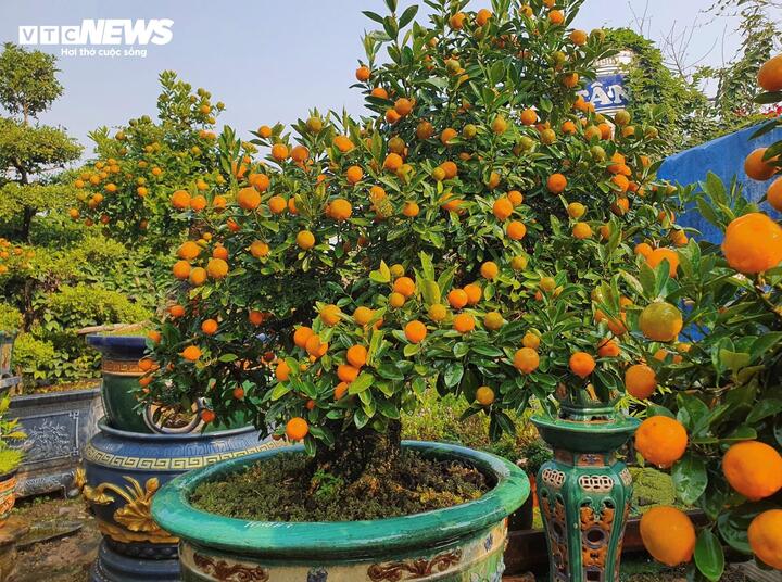 Vườn quất cần thăng tiền tỷ ở Hà Nội chưa đến Tết đã 'cháy' hàng - Ảnh 9