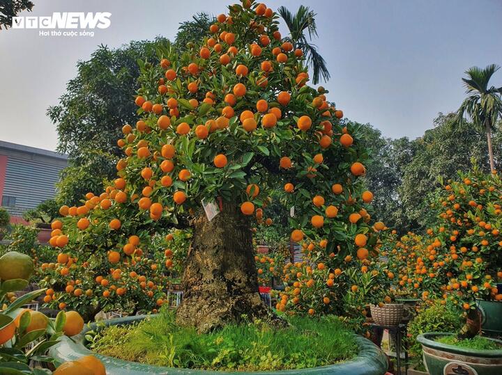 Vườn quất cần thăng tiền tỷ ở Hà Nội chưa đến Tết đã 'cháy' hàng - Ảnh 4