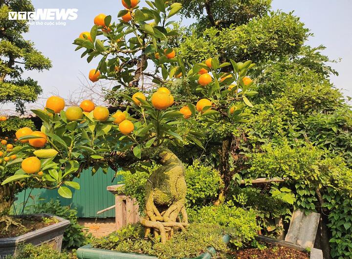 Vườn quất cần thăng tiền tỷ ở Hà Nội chưa đến Tết đã 'cháy' hàng - Ảnh 5