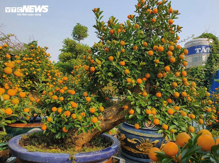 Vườn quất cần thăng tiền tỷ ở Hà Nội chưa đến Tết đã 'cháy' hàng - Ảnh 2