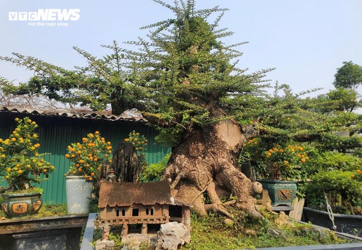 Chiêm ngưỡng cây cần thăng 100 tuổi giá hơn nửa tỷ đồng - Ảnh 1