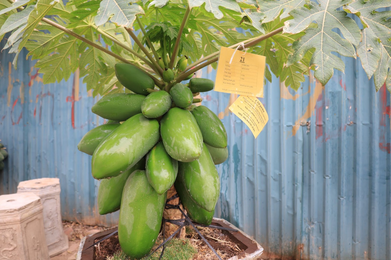 Đu đủ bonsai giá chục triệu đón Tết Nguyên đán Ất Tỵ - Ảnh 4