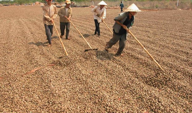 Hơn 800.000 tấn hàng từ Campuchia đổ bộ giúp Việt Nam xuất khẩu bỏ xa cả thế giới: Chi hơn 3 tỷ USD mua hàng, nước ta là 'cá mập' gom 98% từ láng giềng - Ảnh 1