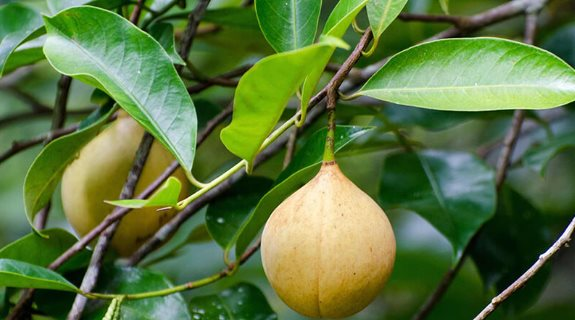 Việt Nam trồng được loại quả gia vị triệu đô đắt đỏ của thế giới: Thu về hơn 27 triệu USD kể từ đầu năm, 30 quốc gia liên tục mua hàng - Ảnh 1