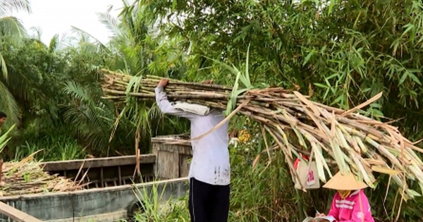 Người trồng mía ở Trà Vinh phấn khởi, doanh nghiệp lo không đủ nguyên liệu