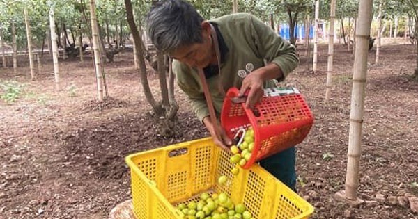 Giáp Tết Nguyên đán 2025, đặc sản táo muối Bàng La khan hàng