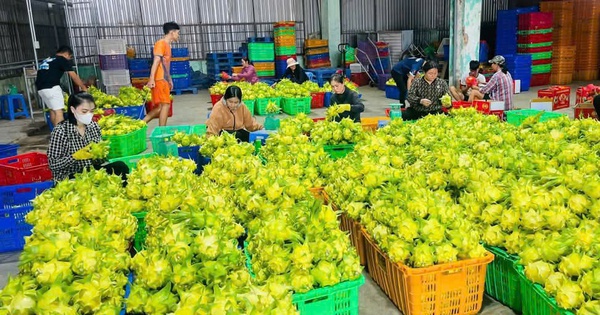 Thanh long vàng “cháy hàng” dịp Tết, nông dân lãi lớn