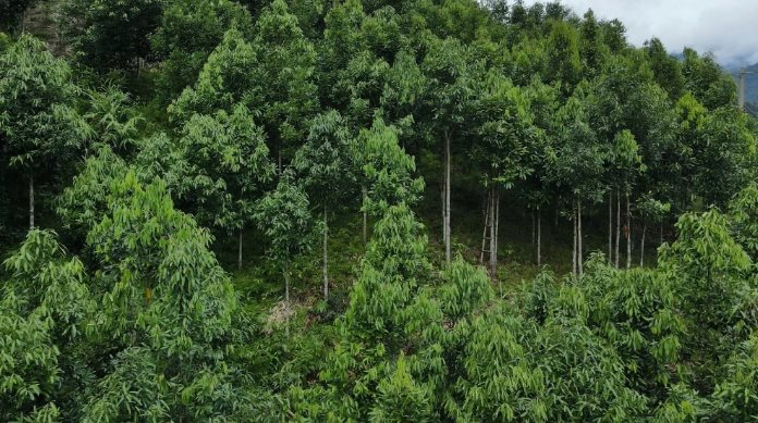 Sản vật trời ban cho Việt Nam là loài cây gỗ quý hiếm của thế giới: Từ thân đến lá đều hái ra tiền, thu về 274 triệu USD trong năm 2024 - Ảnh 1