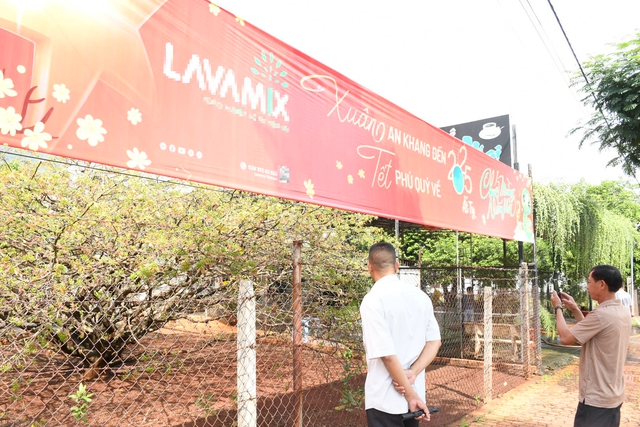 Ngóng cây mai vàng “đẹp nhất Việt Nam" bao năm bung nở đúng Mùng 1 Tết - Ảnh 3