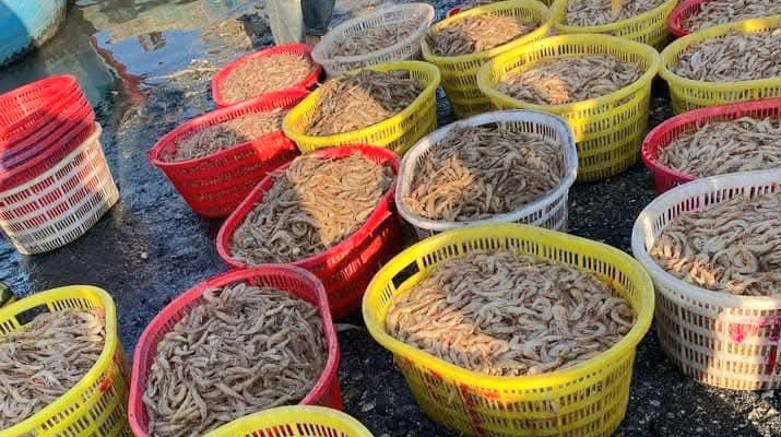 Ra biển 1 đêm kiếm cả trăm triệu đồng, ngư dân "hốt bạc" ngay trước Tết - Ảnh 2