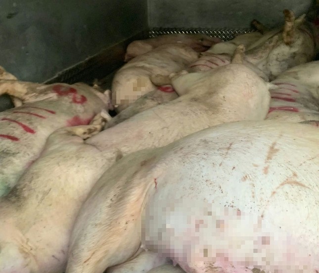 Kinh hãi phát hiện heo chết, nội tạng hôi thối chuẩn bị lên bàn nhậu - Ảnh 2