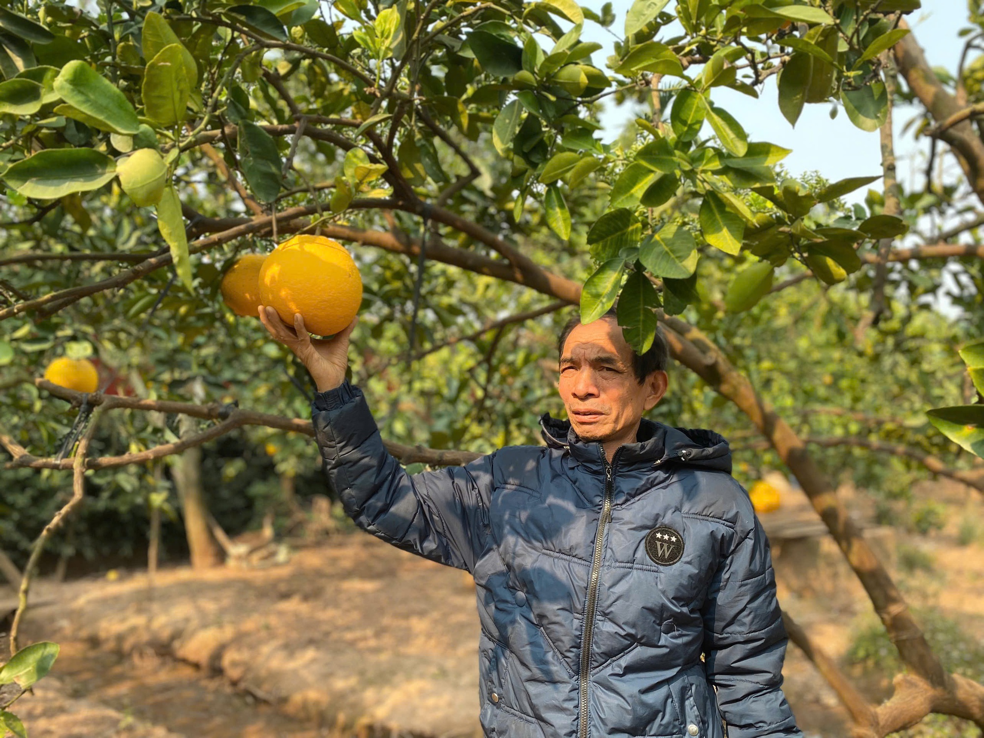 Nông dân bán hết veo cả ngàn quả bưởi trước Tết - Ảnh 1