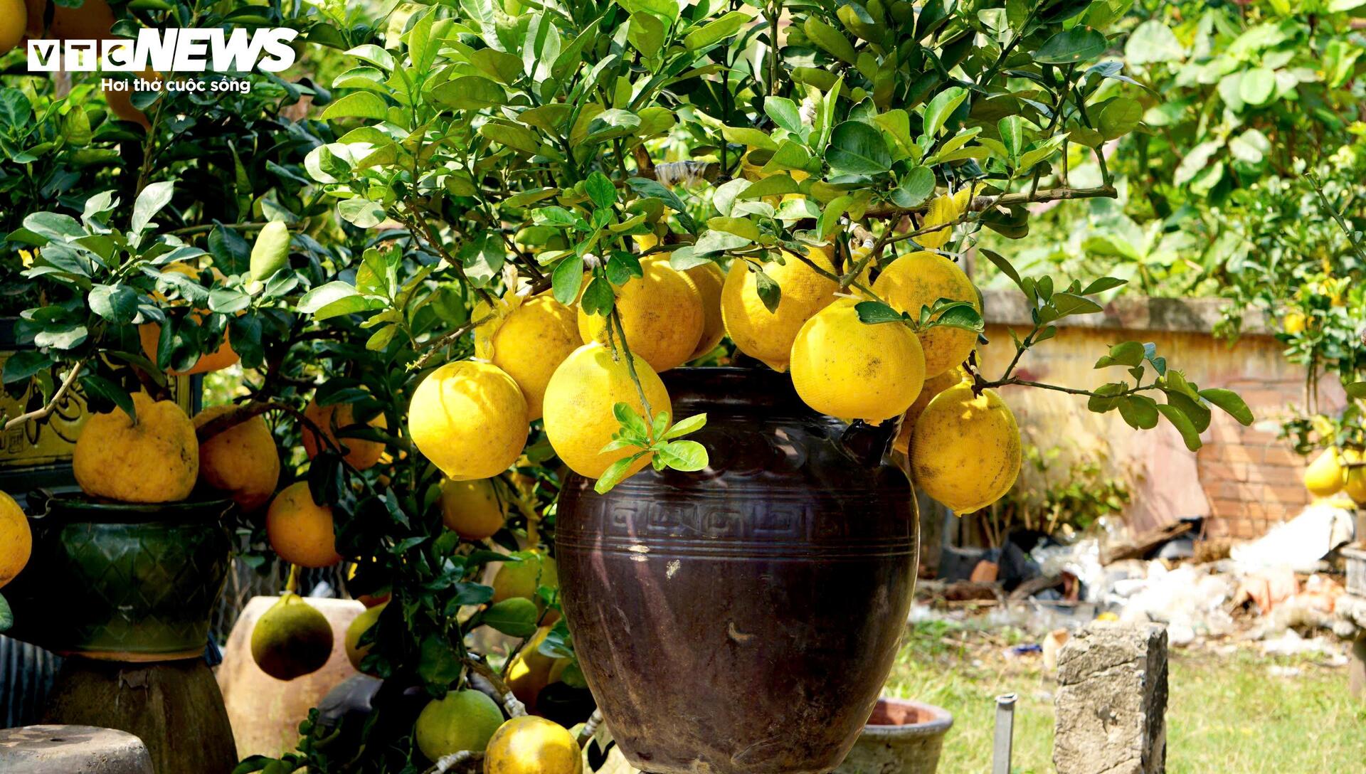 Quất bonsai, bưởi Diễn trưng Tết ế khách, nhà vườn TP.HCM rầu rĩ - Ảnh 7