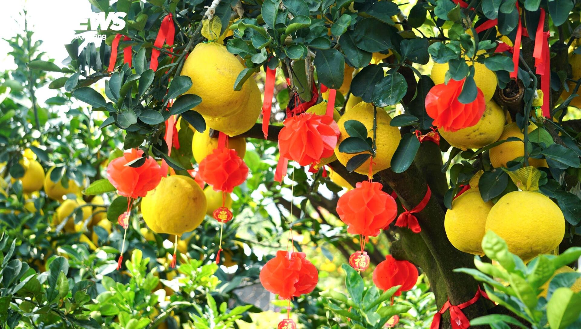 Quất bonsai, bưởi Diễn trưng Tết ế khách, nhà vườn TP.HCM rầu rĩ - Ảnh 4