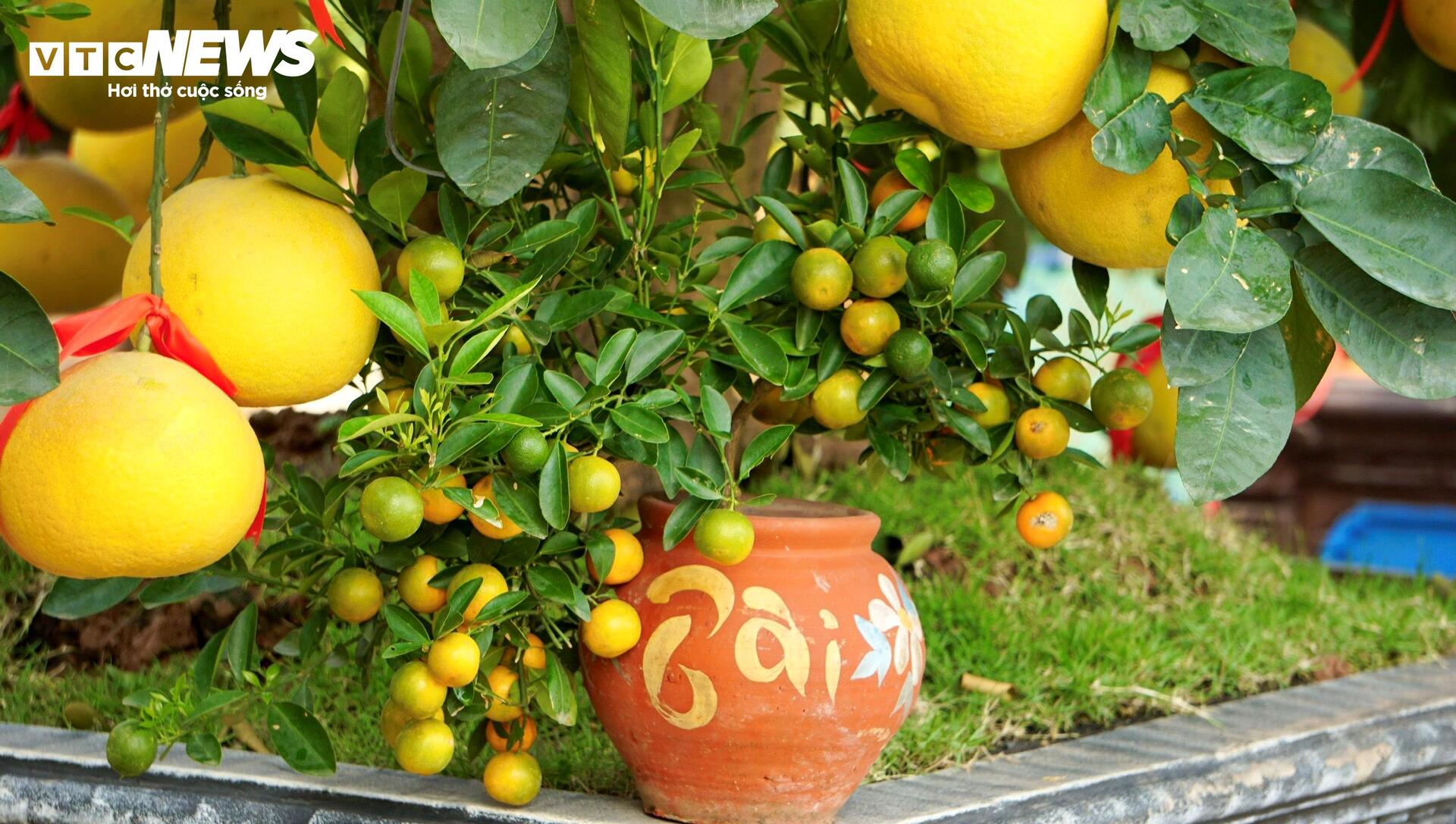 Quất bonsai, bưởi Diễn trưng Tết ế khách, nhà vườn TP.HCM rầu rĩ - Ảnh 9