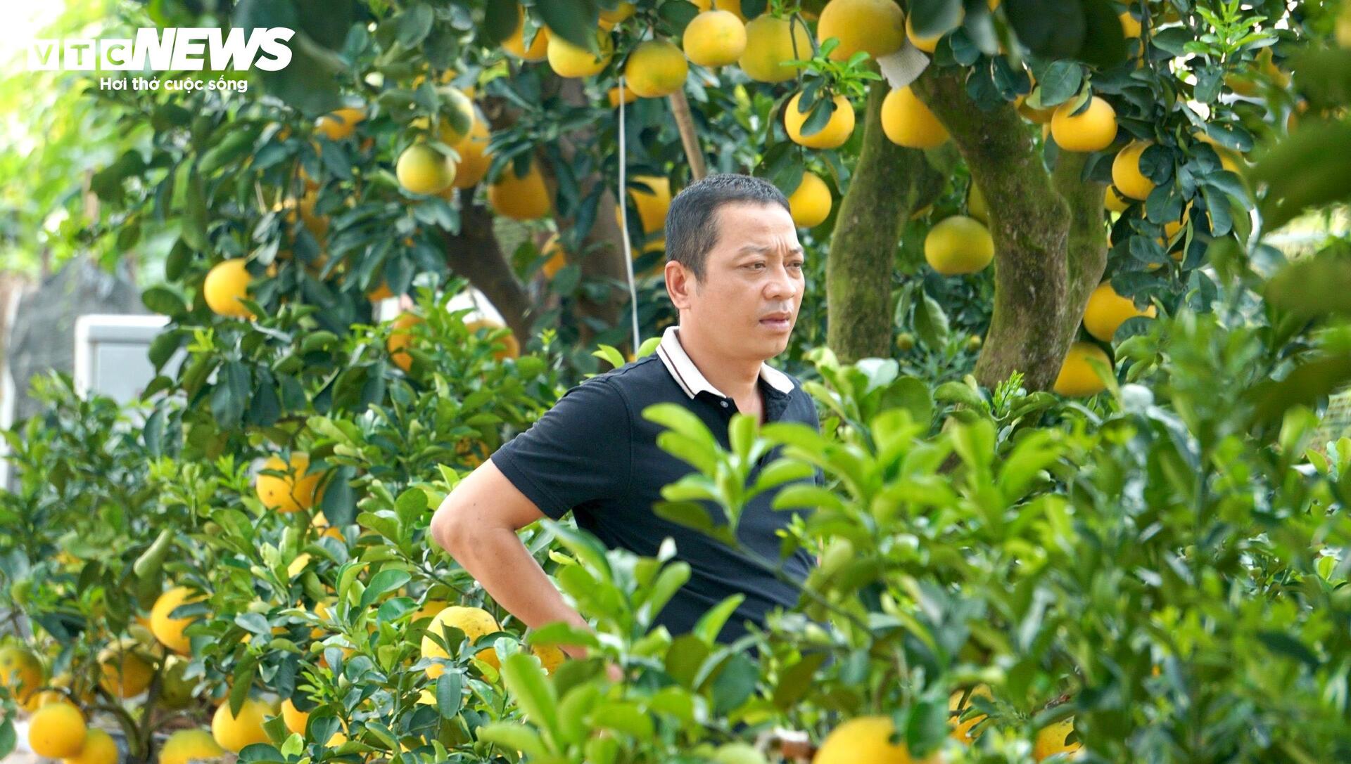 Quất bonsai, bưởi Diễn trưng Tết ế khách, nhà vườn TP.HCM rầu rĩ - Ảnh 12