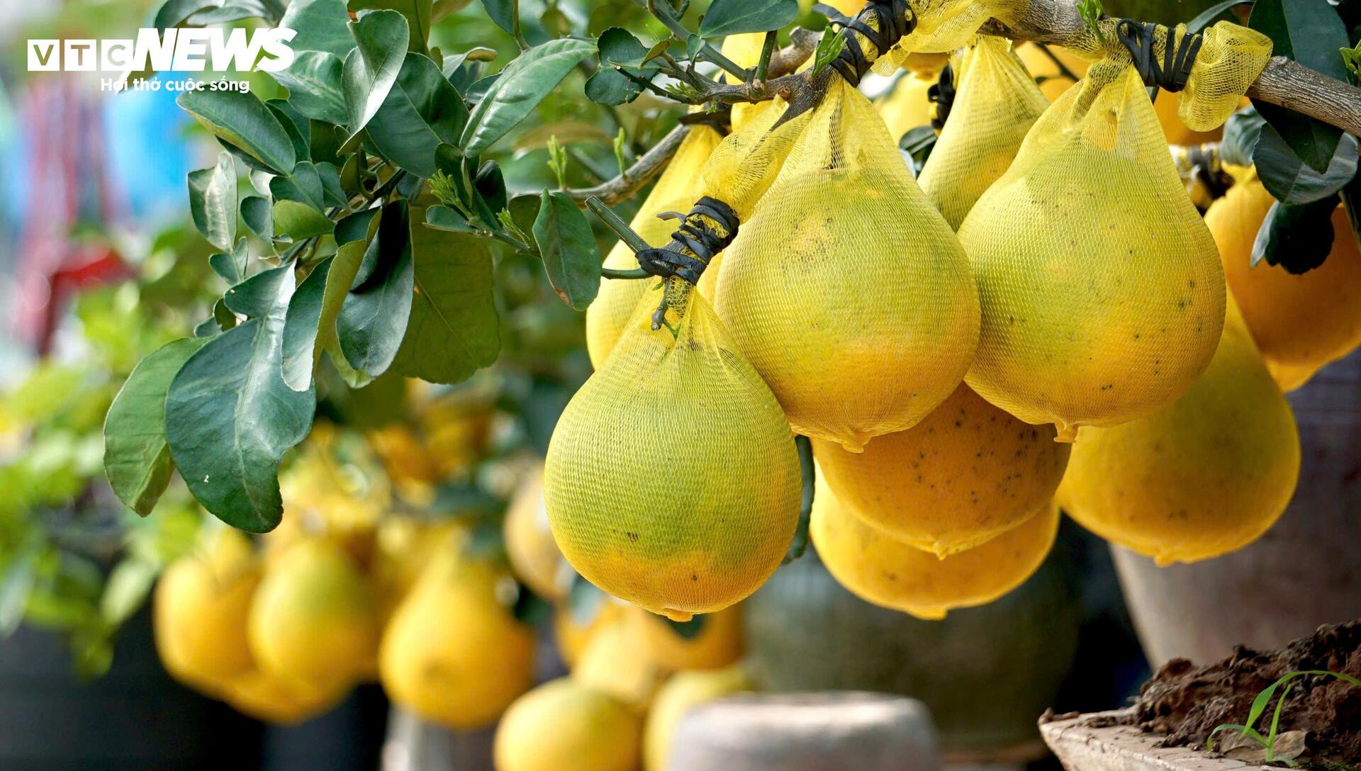 Quất bonsai, bưởi Diễn trưng Tết ế khách, nhà vườn TP.HCM rầu rĩ - Ảnh 6