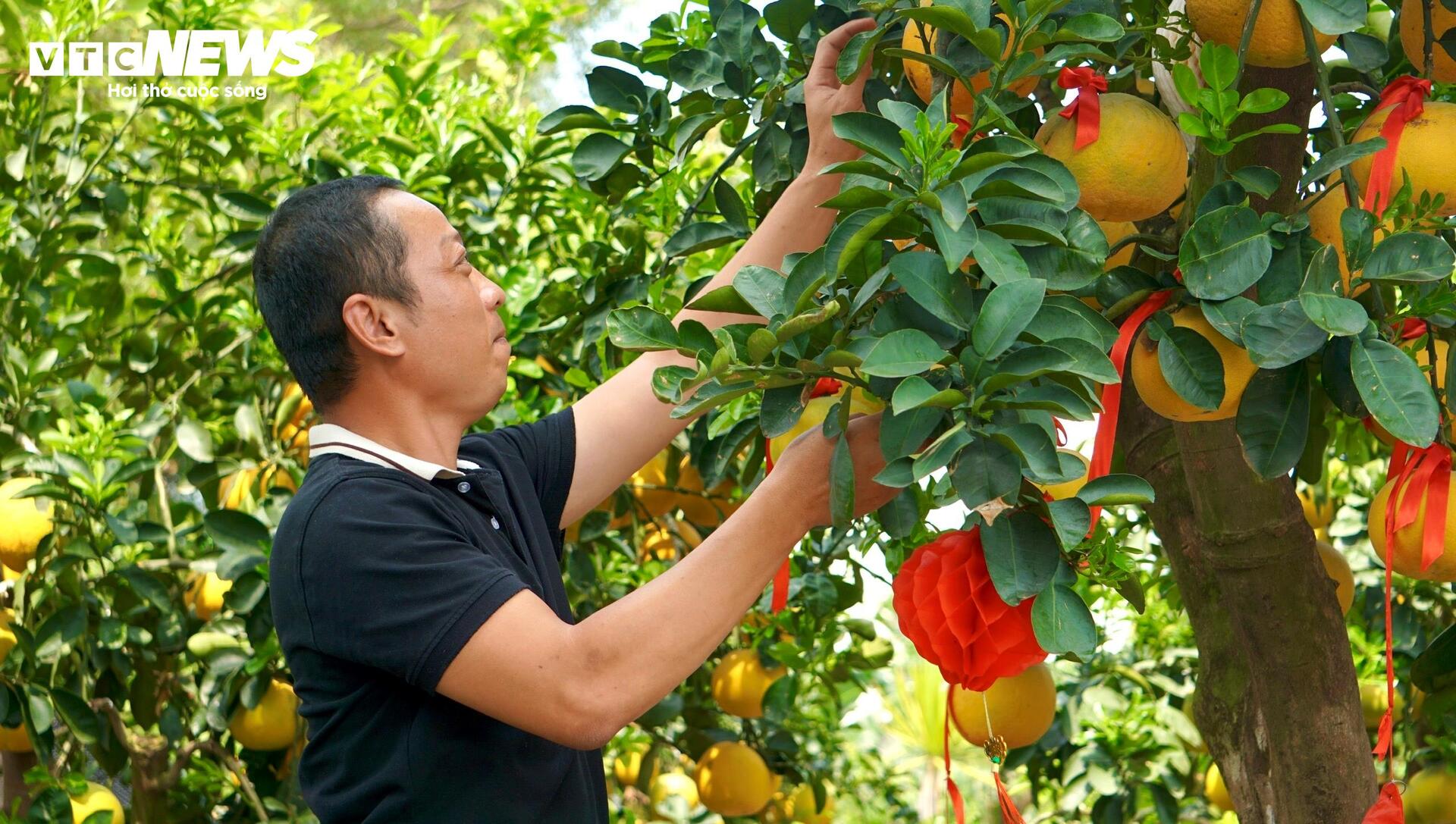 Quất bonsai, bưởi Diễn trưng Tết ế khách, nhà vườn TP.HCM rầu rĩ - Ảnh 13