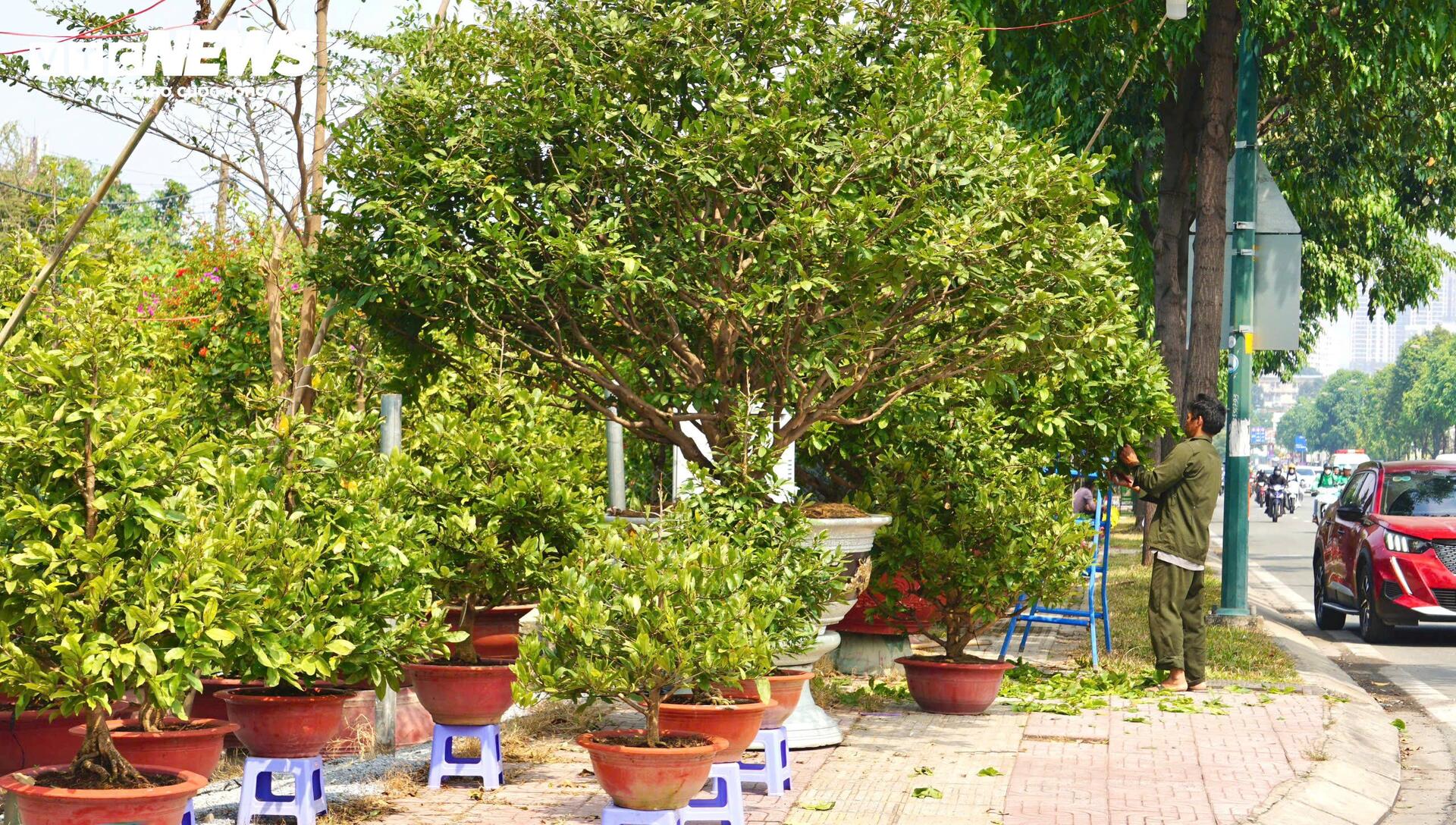 Quất bonsai, bưởi Diễn trưng Tết ế khách, nhà vườn TP.HCM rầu rĩ - Ảnh 14